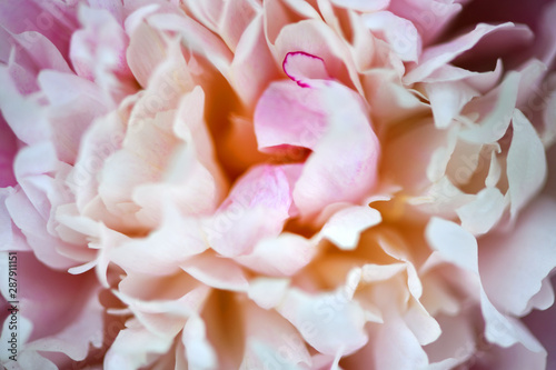 Blurry photo. Macro photo of a pink peony. Peony Flower. Flower bloom.