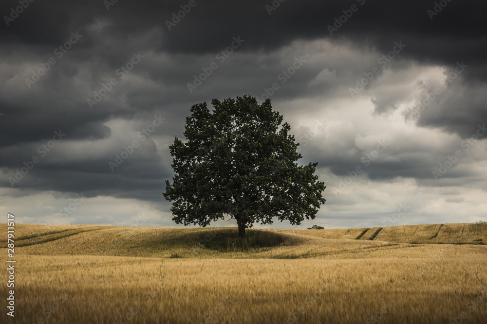 Lonely tree in a Masurian field and storm clouds somewhere in Poland