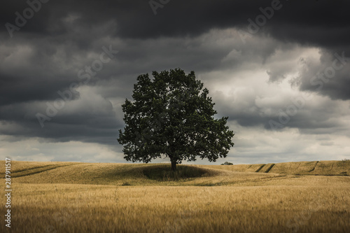 Lonely tree in a Masurian field and storm clouds somewhere in Poland