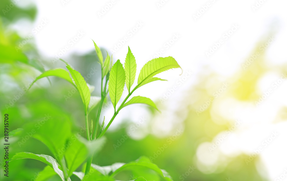 Tree leaves and fresh green nature on blurred background in the morning sunlight. Natural background. Tree leaves and fresh green nature on blurred background in the morning sunlight. Natural background.