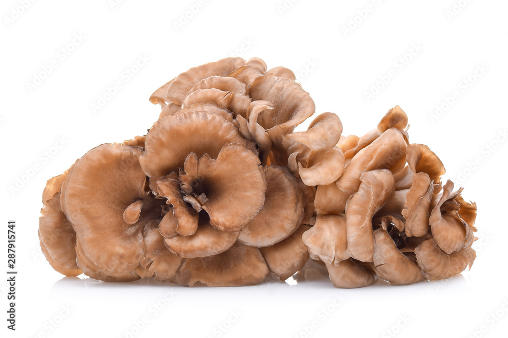 maitake mushrooms isolated on white background maitake mushrooms isolated on white background