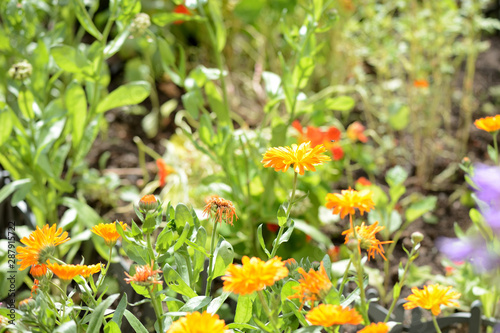 Fototapeta Naklejka Na Ścianę i Meble -  Yellow marigolds bloom in the summer garden on a bright sunny day.