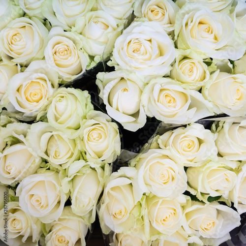 roses blanches vue du dessus