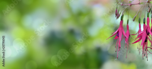 panoramic view on flowers of fuchshia hanging from their branch and copy space on the left photo