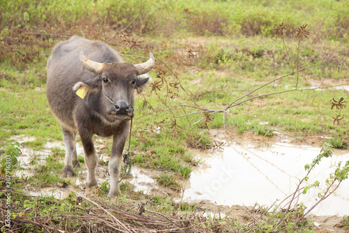 Standing buffalo in a rice field with swamp  natural nylon culture.