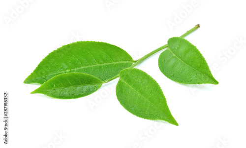 Green tea leaf with drops of water isolated on white background