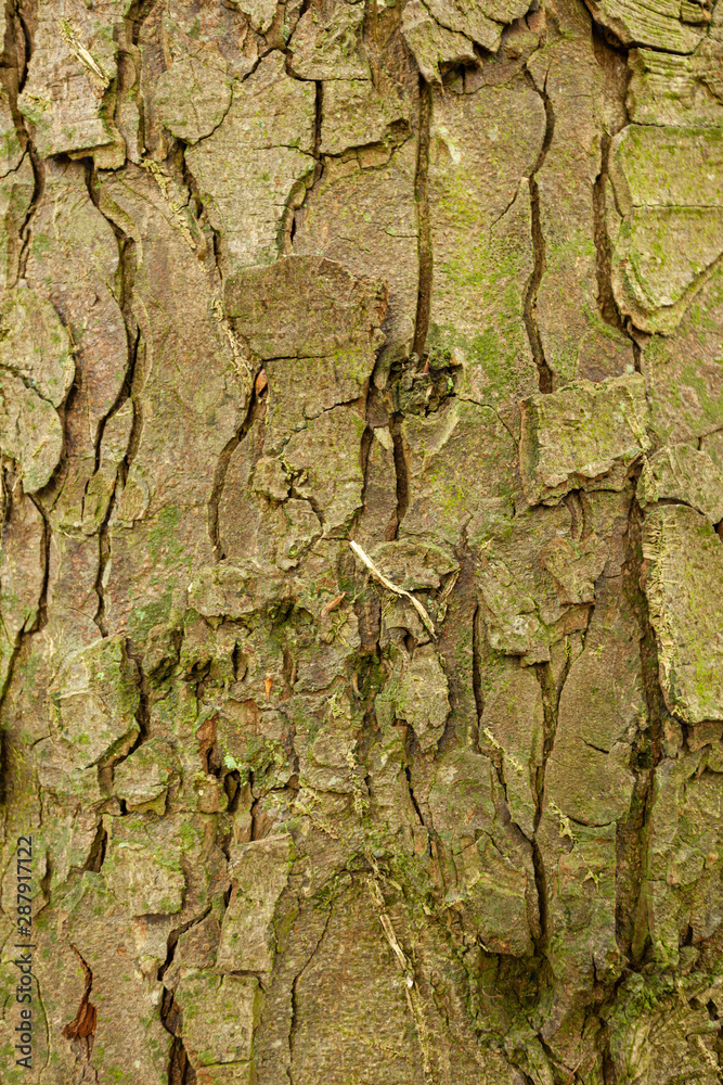 Texture tronc d'arbre Texture tronc d'arbre