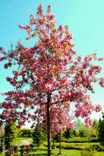 Blooming Pink Sakura Tree in the park spring in Ukraine