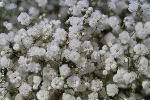 close up of white flowers