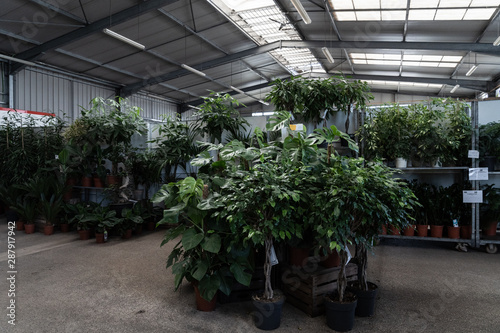 plants in a greenhouse