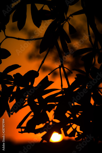 Sunset on Leaves