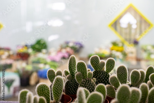 cactus in a greenhouse