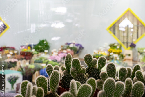 cactus in a greenhouse