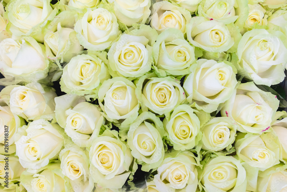 roses blanches vues du dessus roses blanches vues du dessus