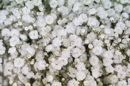 close up of white flowers