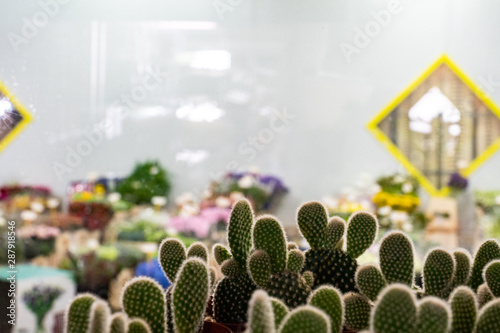 cactus in a greenhouse