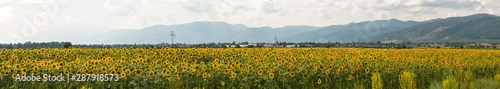 Sunflower field near the Balkan mountains before the rain. The terrain in southern Europe. Panorama.