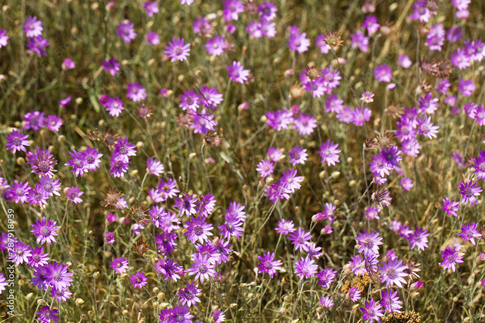 Obraz premium Xeranthemum annuum is a flowering plant species also known as annual everlasting or immortelle.