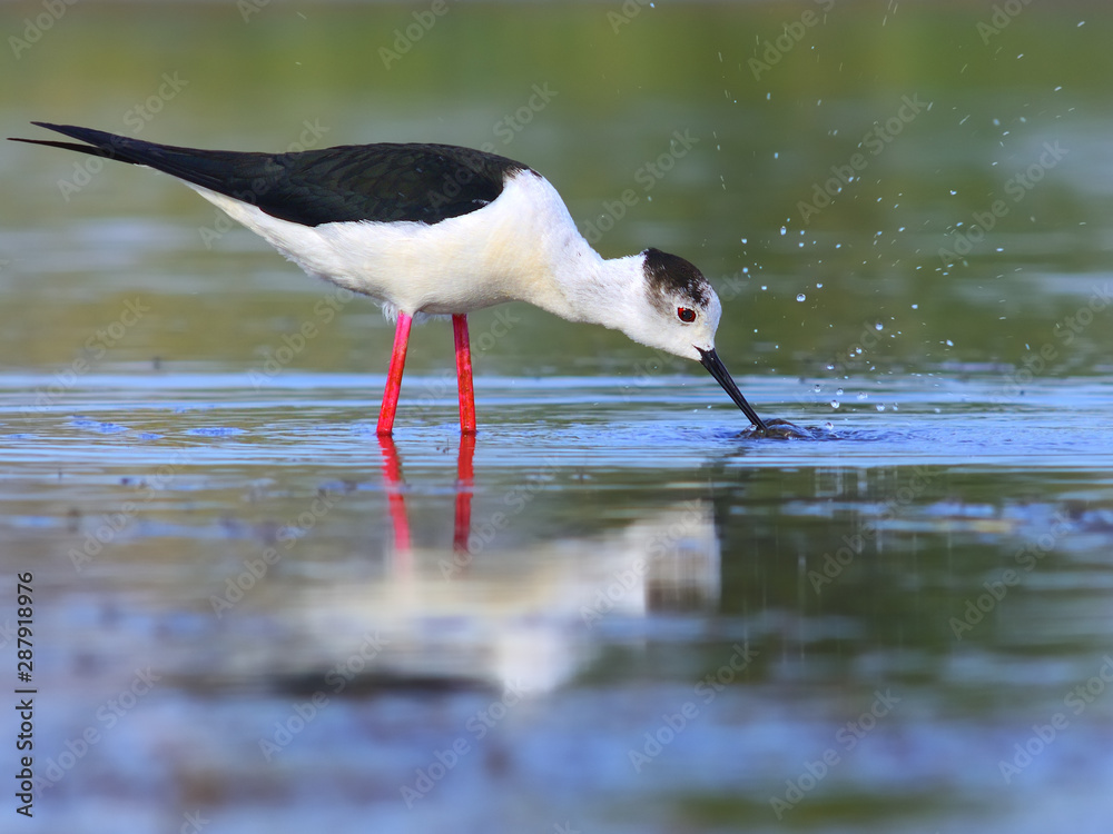 Fototapeta premium Black-winged Stilt feeding. Himantopus himantopus