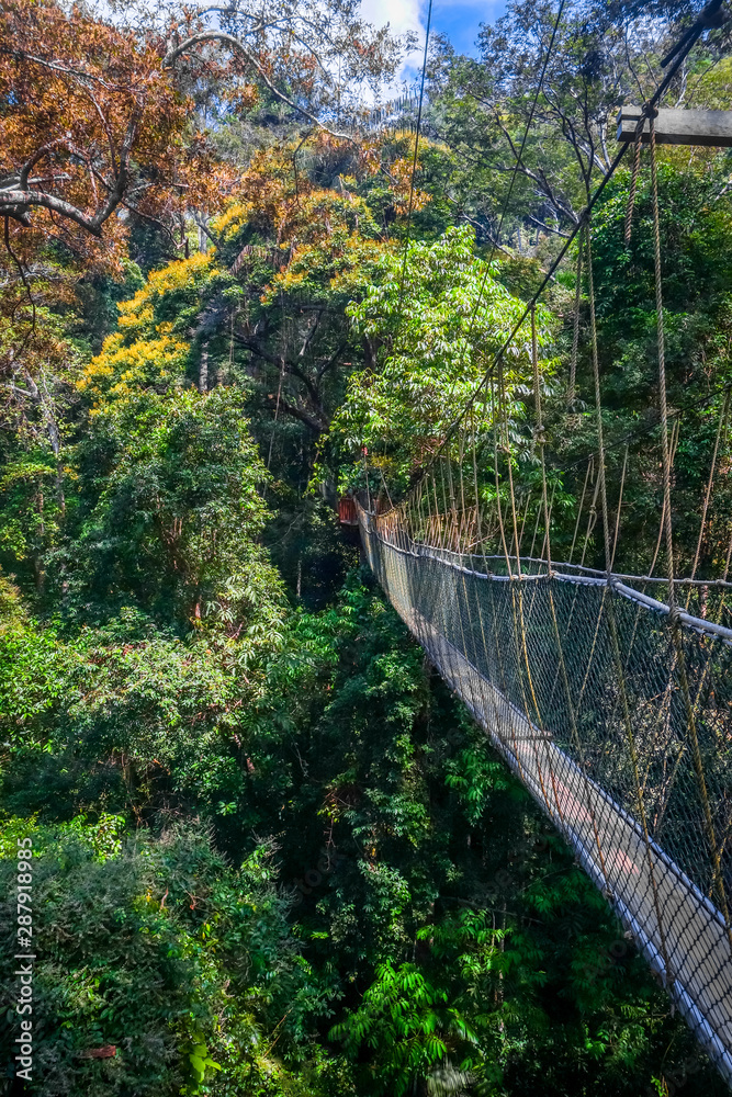 Obraz premium Most wiszący, park narodowy Taman Negara, Malezja