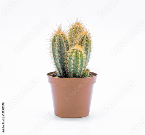 Cactus in pot isolated on white background. Front view.