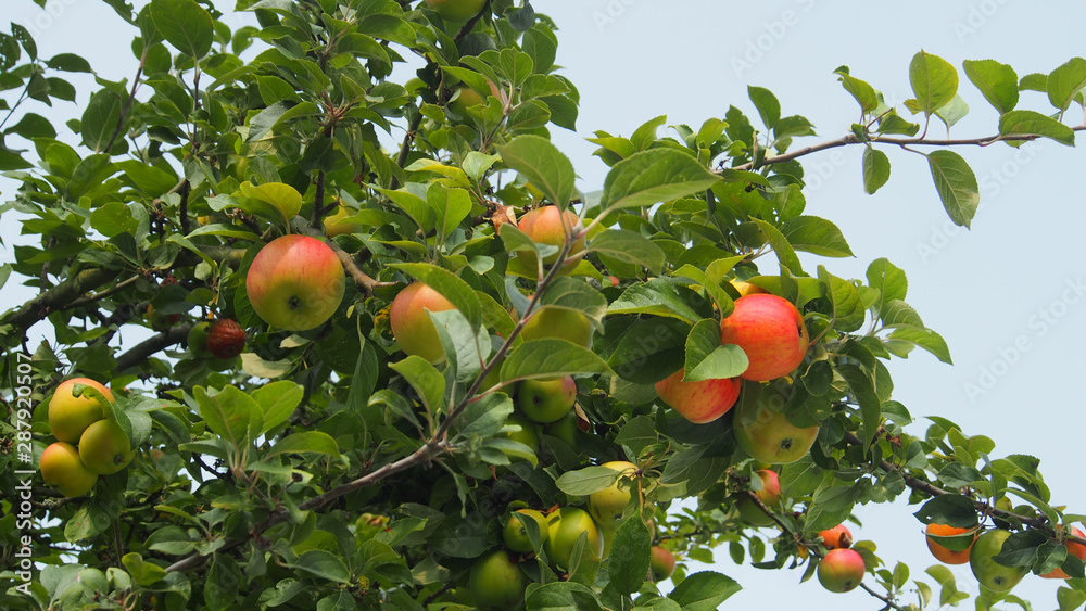 Apfelbaum, Zweig mit Äpfeln