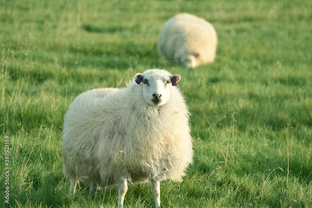 Fluffy thick warriors graze on a green meadow. Iceland. Fluffy thick warriors graze on a green meadow. Iceland.