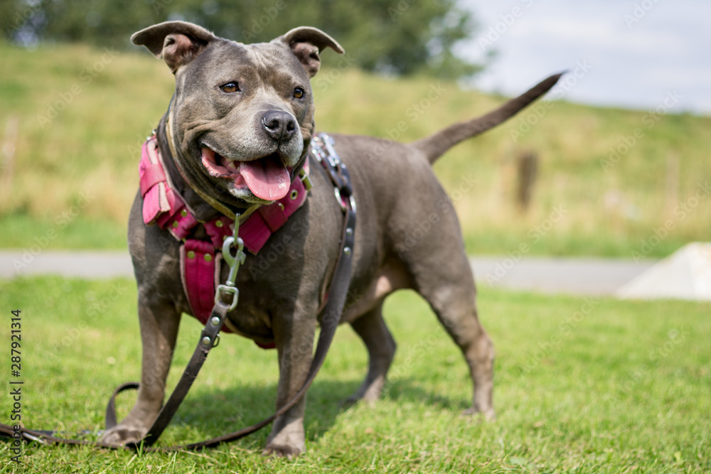 Overweight gray or blue coat color Staffordshire bull Terrier dog with open mouth and double leash on standing happy in the grass