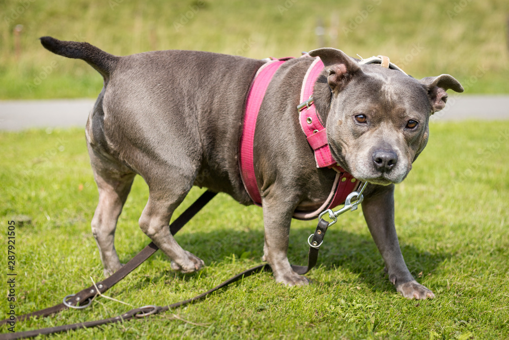 Overweight gray or blue coat color Staffordshire bull Terrier dog on a double leash lokking curious into the camera
