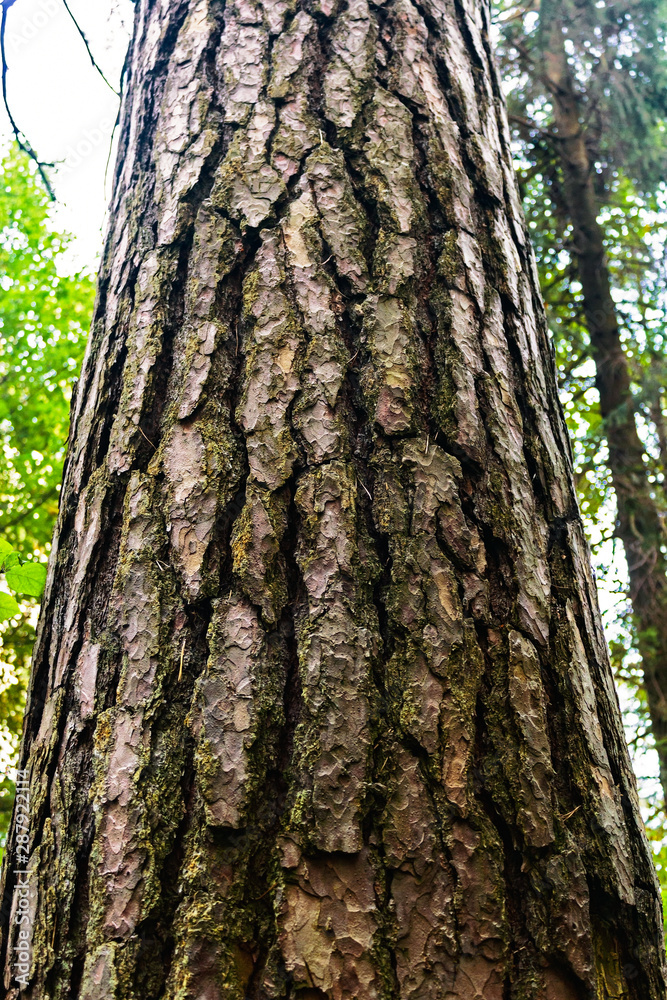 Obraz premium close-up of the rough bark of a pine trunk
