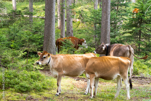 kühe im Wald, bauernhof