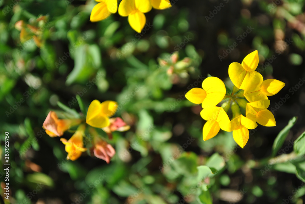 Lotus corniculatus (common bird's foot trefoil or deervetch, eggs and bacon, bird's foot trefoil) yellow flowers blooming on soft blurry grass background, close up macro detail top view Lotus corniculatus (common bird's foot trefoil or deervetch, eggs and bacon, bird's foot trefoil) yellow flowers blooming on soft blurry grass background, close up macro detail top view
