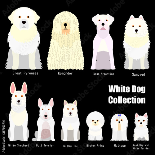 collection of  white dog photo