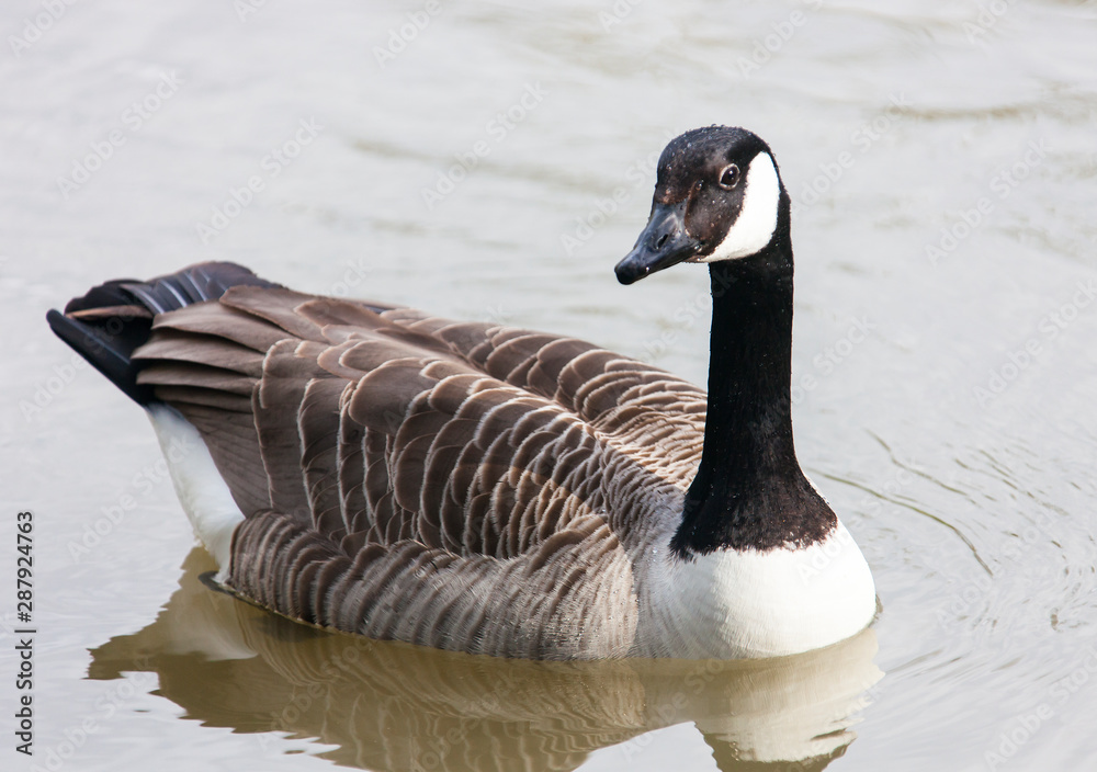 Fototapeta premium Goose in plumage floating on the river