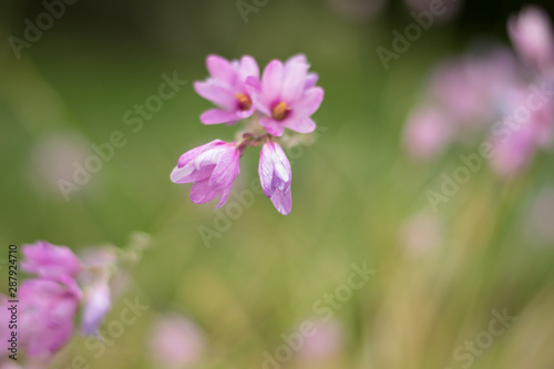  Blooming lilac flowers on blurred background © nadzeyka_l