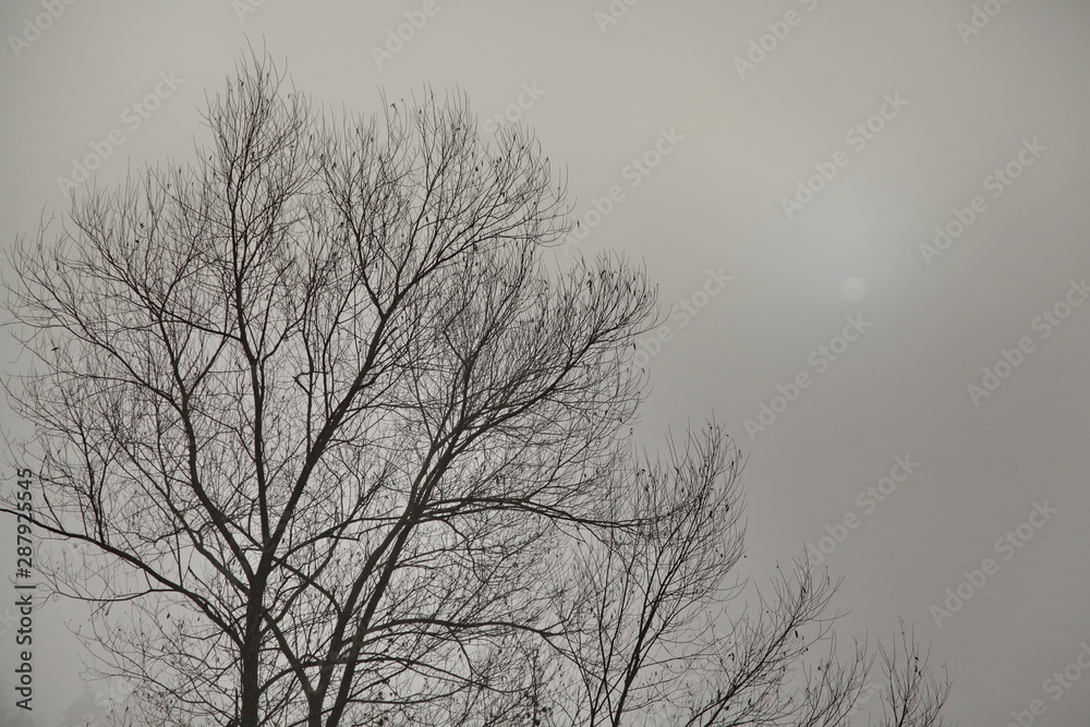 tree and the sun somewhere in the fog tree and the sun somewhere in the fog