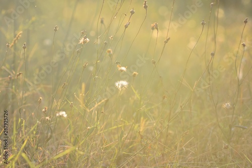 Dry grass field pasture in sunset sunlight/ closeup and macro nature details/ Closeup dry grass whit amazing morning light/ Grass meadow in the morning