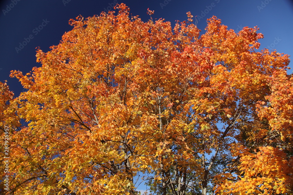 fire of autumn maple fire of autumn maple