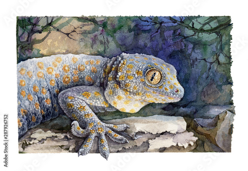 Blue tokay gecko on the stone watercolor illustration. Tropical jungle lizard. Hand drawn exotic reptile in the jungle with natural background. photo