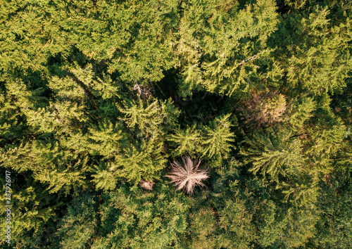 Luftbild - Wald von oben mit einer toten Fichte photo