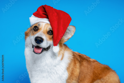 Close up portrait of happy  beautiful dog breed welsh corgi pembroke, wearing red christmas santa hat,  on blue background © Masarik