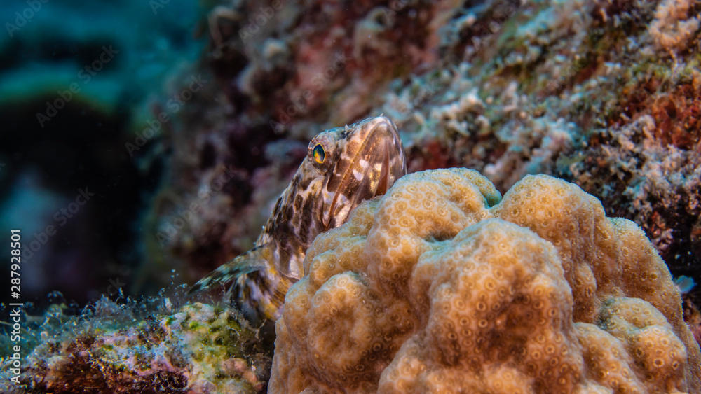 Close up of Sand Diver in coral reef of the Caribbean Sea around Curacao