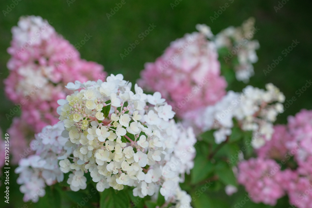 Favorite garden. Pink hydrangea in bloom. Hydrangea blooms on a sunny day. Blossoming flowers in the summer garden.