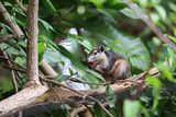 A squirrel eating red fruit on a branch in the garden
