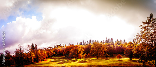 Panorama of the park.Autumn in Scotland. A banner with golden Trees in a park