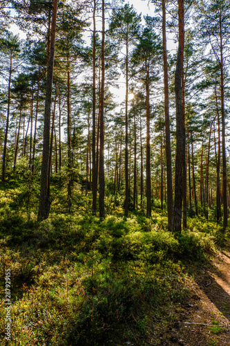 Spaziergang durch den Tennenloher Forst an einem Nachmittag