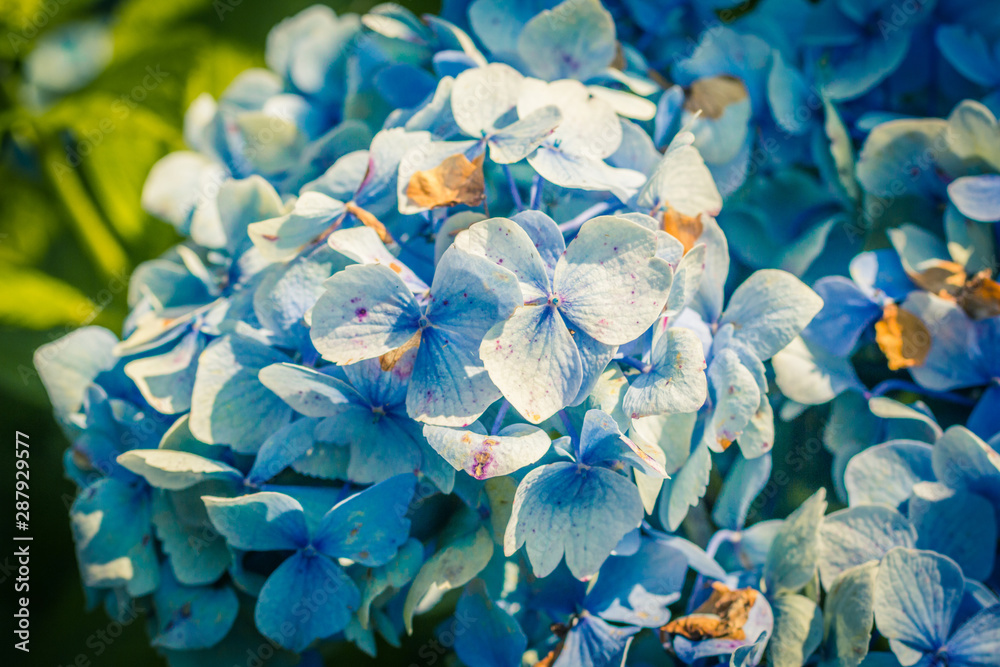 Beautiful blue hydrangea in the garden close up Beautiful blue hydrangea in the garden close up