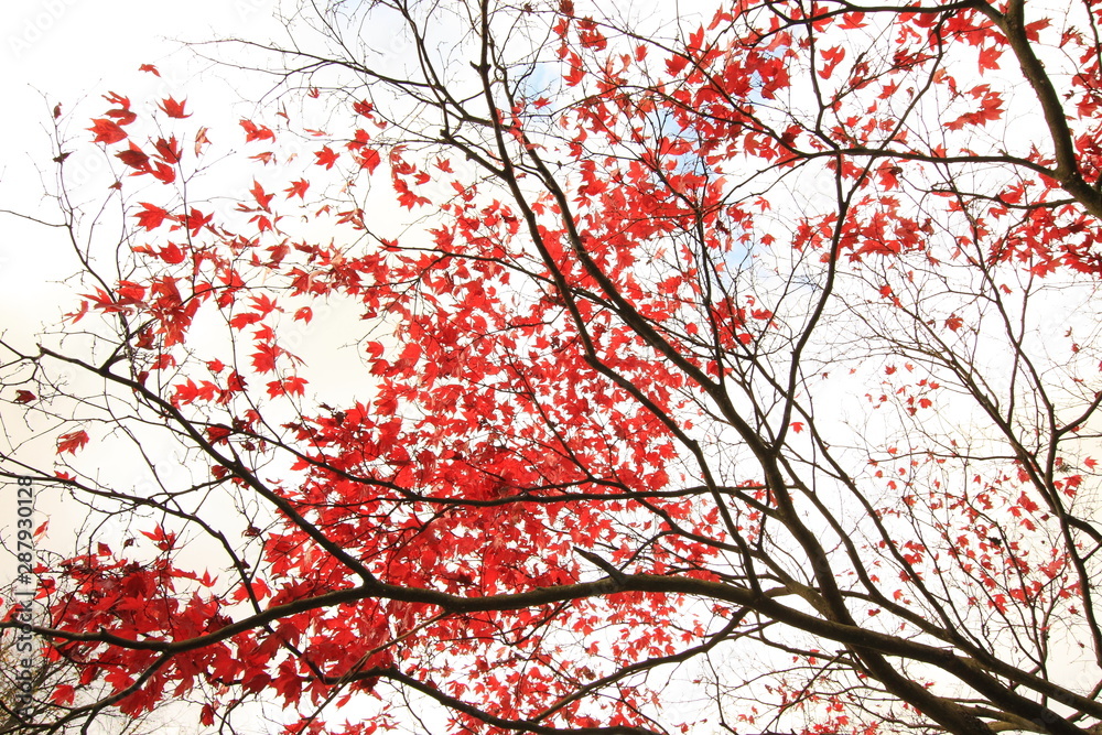 Red Japanese maple, ace tree branches background Red Japanese maple, ace tree branches background