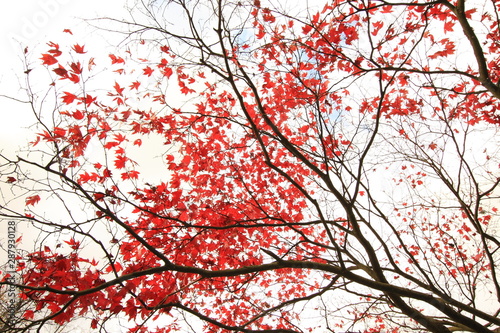 Red Japanese maple  ace tree branches background