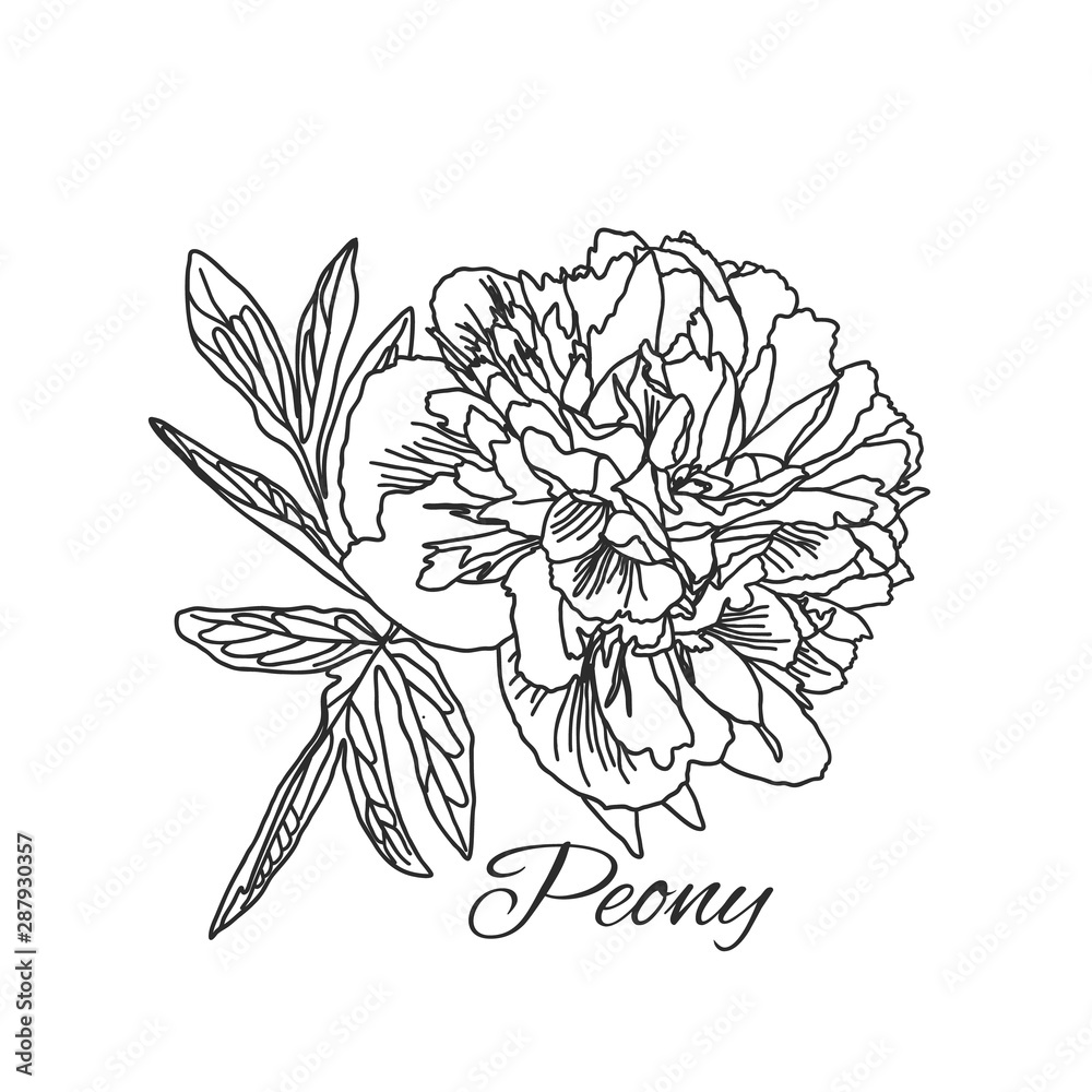 Fototapeta premium Cute Peony flower in line art style isolated on white.